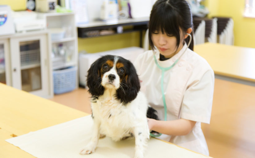 ペット総合学科 Yic情報ビジネス専門学校