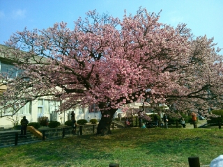 蓬莱桜